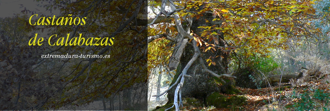 Castaños de Calabazas. Geoparque Villuercas Ibores Jara